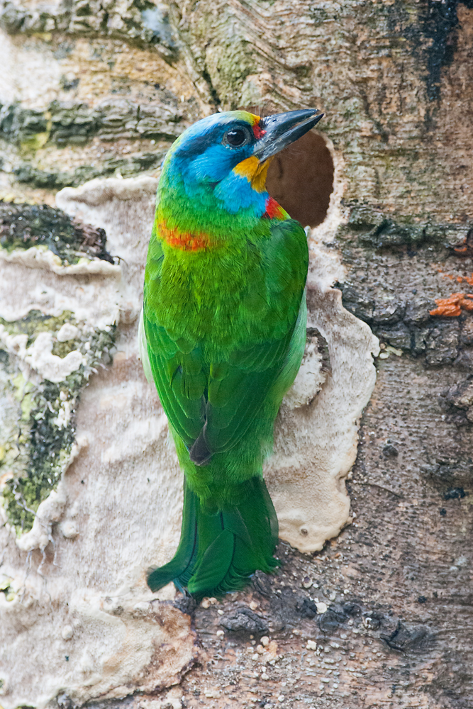 Wildlife in Taiwan - Schwerpunkt Taipeh - Netzwerk Fotografie / Nikon